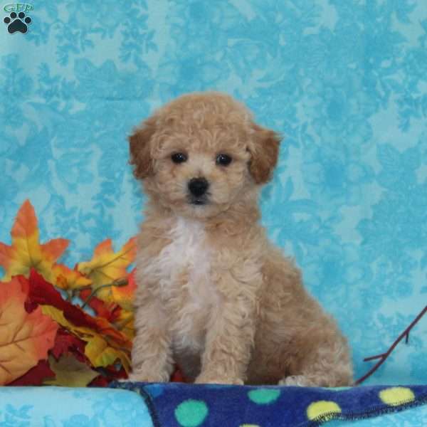 Elm, Bich-Poo Puppy